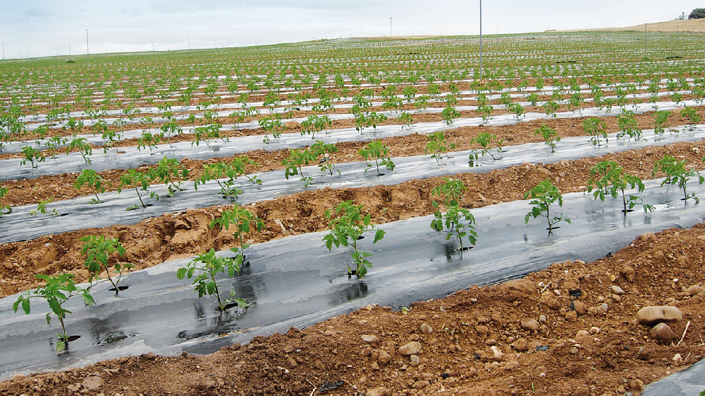 El proyecto SOUL. nuevas soluciones de base biológica para la agricultura.png